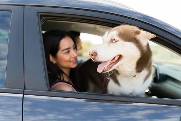Bedårande Stor Husky Hund Sticker Huvudet Genom Bilfönstret Och Njuter — Stockfoto