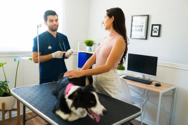 Profesyonel erkek veteriner, sınırdaki köpekli bir köpeğe tıbbi tedavi uyguluyor.