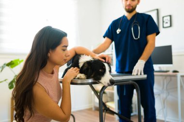 Hüzünlü İspanyol kadın, veteriner kliniğinde, yaşlı, sınır köpeği Collie ile ilgilenirken üzgün görünüyor.