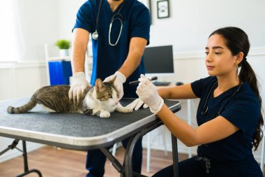 Çekici kadın veteriner, hayvan kliniğindeki hasta bir kedinin gözlerini kontrol etmek için el feneri kullanıyor.