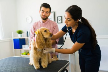 Steteskopla sağlık kontrolü yapan kadın veteriner muayene masasında hasta bir köpek var. 