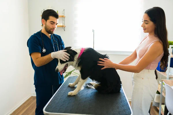 Sağlık Kontrolü Için Veterinerdeki Köpeğiyle Spanyol Kadın Köpek Sahibi — Stok fotoğraf