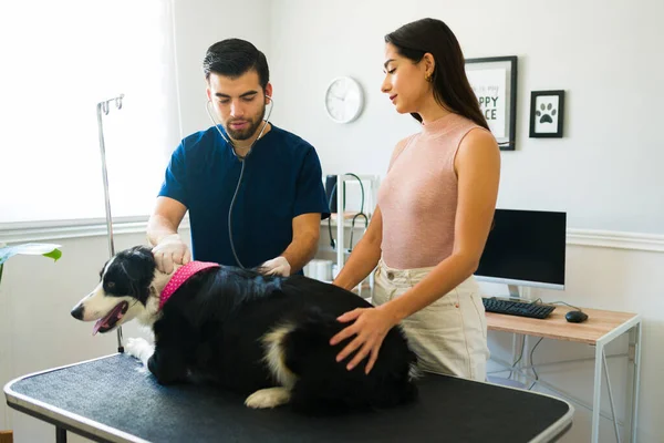 Concerned Female Dog Owner Waiting Diagnosis Her Sick Border Collie — Stock Photo, Image