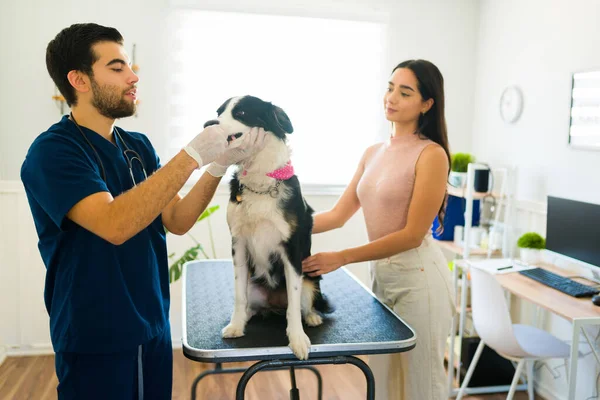 Latin Man Vet Gloves Checking Teeth Sick Border Collie Dog — Stock Photo, Image