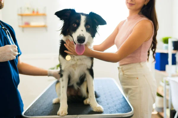 美しいですボーダーCollie犬座っていますザ獣医テーブルとともに若い女性と獣医のための健康診断 — ストック写真