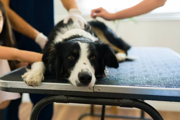 Aranyos Határ Collie Kutya Érzés Szomorú Beteg Miközben Kap Egy — Stock Fotó