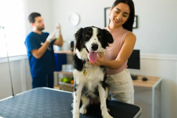 Sevimli Sınır Köpeği Evcil Hayvanı Hayvan Hastanesinde Dişi Bir Köpek — Stok fotoğraf