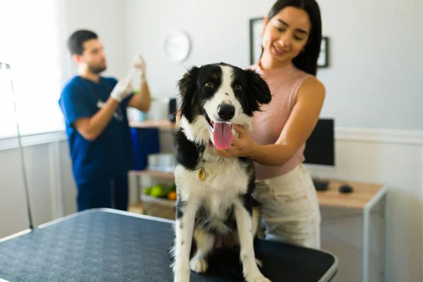 Leuke Border Collie Huisdier Gevoel Gelukkig Terwijl Het Dierenziekenhuis Met — Stockfoto