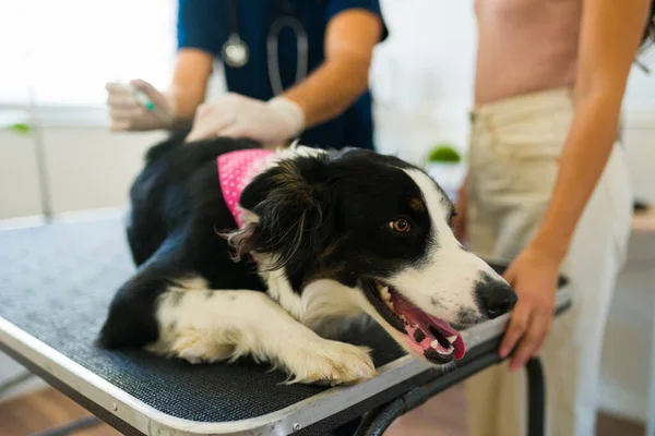 Beautiful Sick Border Collie Dog Lying Examination Table Injection Shot — Stock Photo, Image