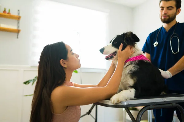 Älskande Kvinnlig Hund Ägare Och Veterinär Petting Hennes Bedårande Gräns — Stockfoto