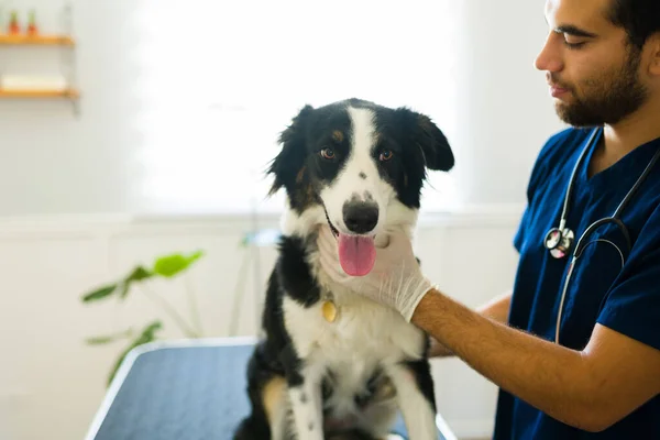 Veterinario Masculino Hispano Con Guantes Goma Examinando Perro Collie Enfermo —  Fotos de Stock