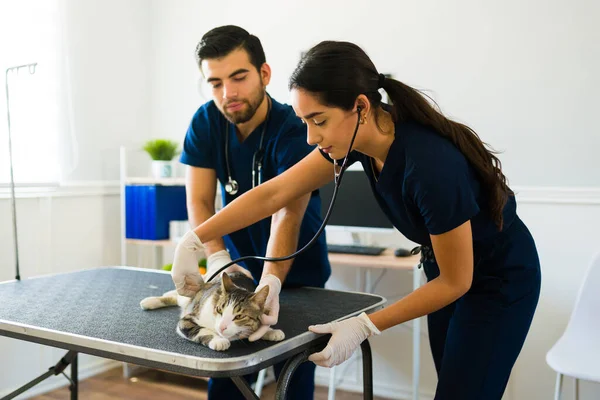 Profesionální Samice Veterinář Pomocí Stetoskopu Provádí Lékařskou Prohlídku Nemocnou Kočku — Stock fotografie