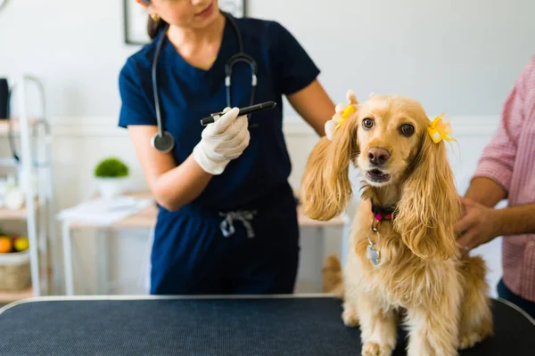 Hayvan Hastanesindeki Güzel Cocker Spaniel Köpek Eldivenli Veteriner Hasta Bir — Stok fotoğraf