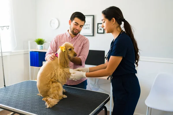 Latin female vet in a blue uniform putting a bandage on an injured paw of a sick cocker spaniel dog