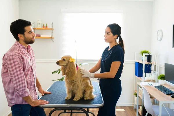 Професійна Жінка Ветеринар Розповідає Про Медичний Діагноз Хворої Собаки Спанієля — стокове фото