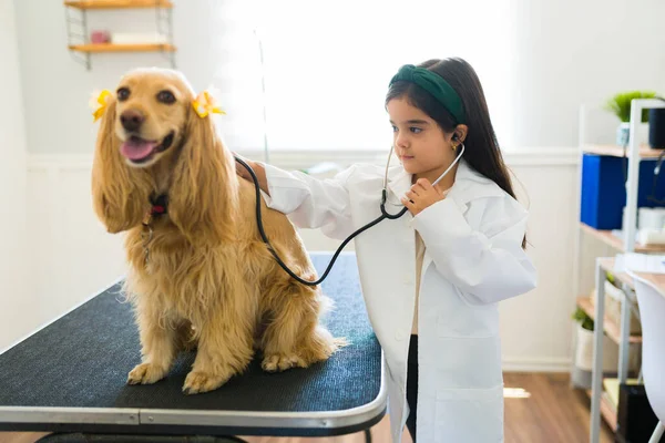 Laboratuvar Önlüğü Giymiş Veterinercilik Oynayan Hayvan Kliniğinde Cocker Spaniel Köpeğinin — Stok fotoğraf
