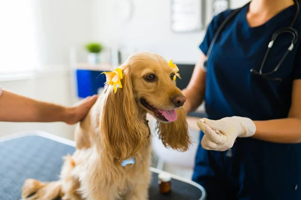 Beautiful Golden Sick Dog Getting Medicine Pill Veterinary Clinic — Stock Photo, Image