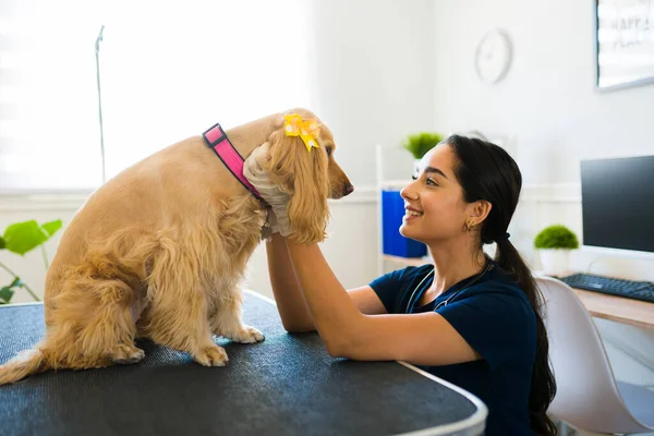 Веселая Женщина Ветеринар Улыбается Гладя Красивую Золотую Собаку Сидя Столе — стоковое фото