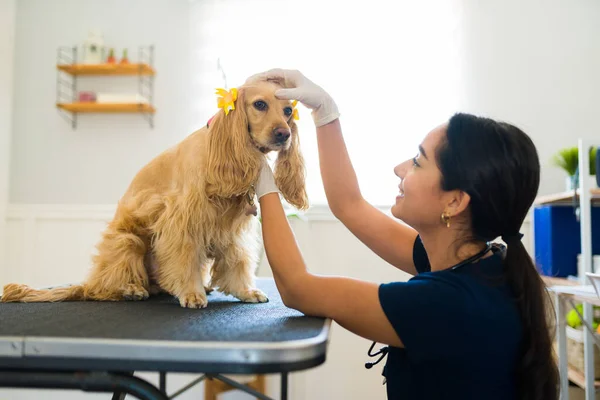 Счастливая Женщина Ветеринар Проверяет Зубы Рот Больного Кокер Спаниеля Собака — стоковое фото
