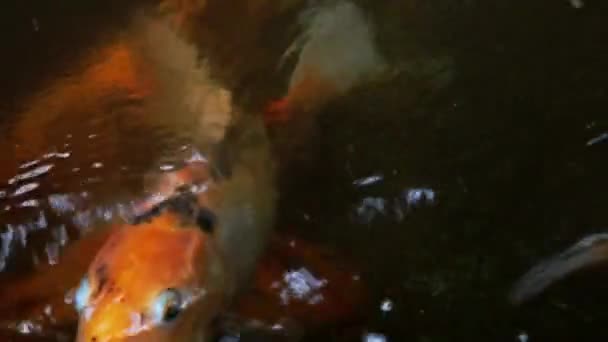Colorato bel pesce nuotare in acqua. — Video Stock