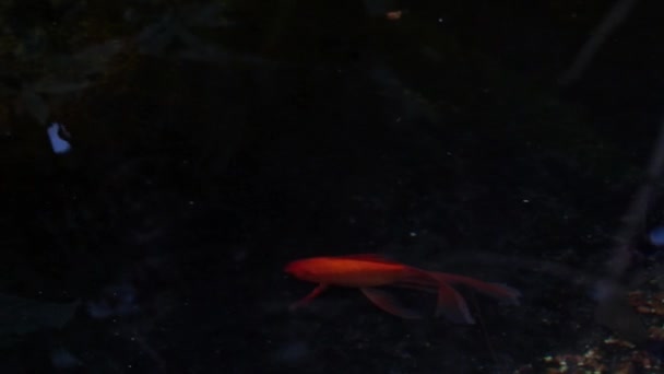 从上方看一条美丽的红鱼在水里游动. — 图库视频影像