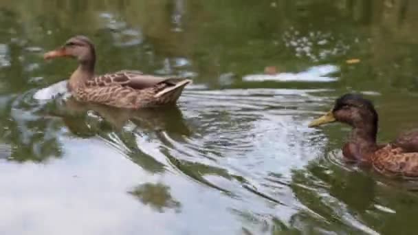 湖の中で野生のアヒルが泳いでいます. — ストック動画