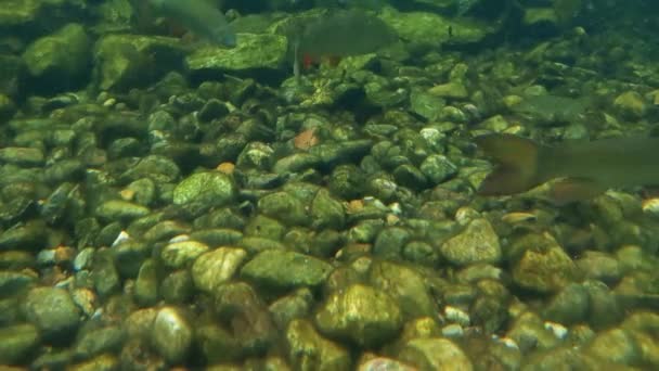 Υποβρύχια γυρίσματα των ψαριών κολύμπι. — Αρχείο Βίντεο