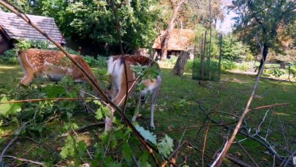 斑鹿吃绿色的树枝. — 图库视频影像