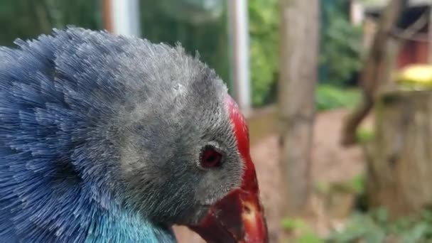 Close-up op het westelijke moeras of de Sultan vogel. — Stockvideo