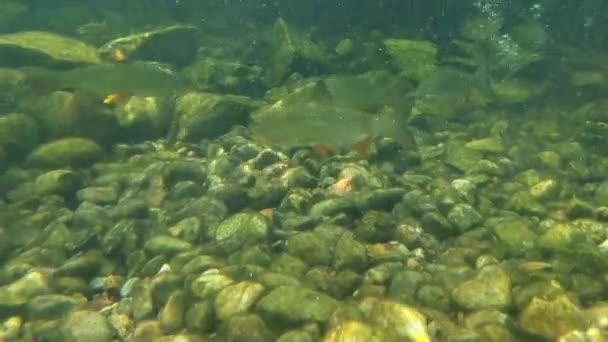 Вид на купающихся рыб в озере. — стоковое видео