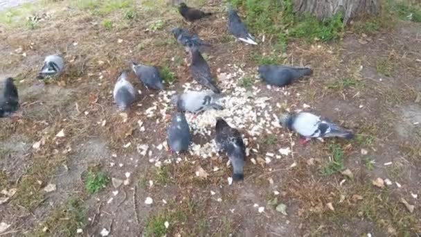 Una vista superior de palomas comiendo pan. — Vídeos de Stock