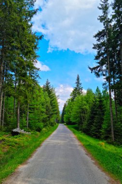 Yürüyüşler ve bisiklet için pitoresk bir orman yolu