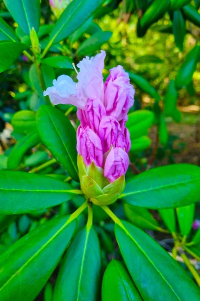 Primo Piano Rododendro Fiorito Nel Parco — Foto Stock