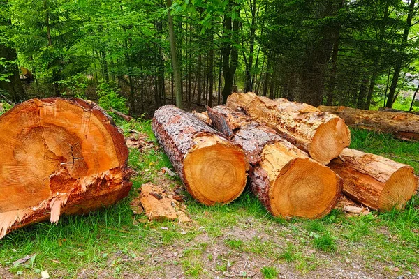 Vista Los Árboles Talados Bosque Deforestación — Foto de Stock