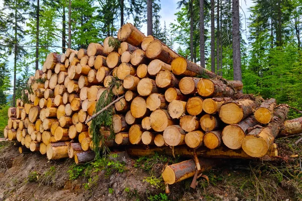 Primer Plano Árboles Talados Problema Global Con Deforestación — Foto de Stock