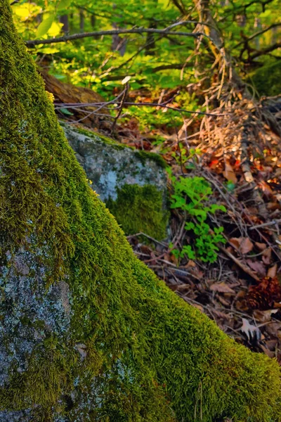 Πράσινα Βρύα Αναπτύσσονται Κατά Μήκος Του Κορμού Του Δέντρου — Φωτογραφία Αρχείου