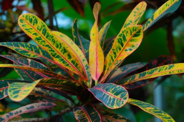 Bahçe crotonu veya codiaeum varegatum 'a bak