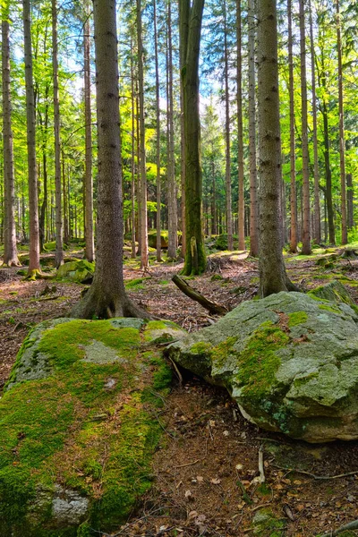 Güneşli Bir Günde Güzel Yeşil Bir Orman Manzarası — Stok fotoğraf