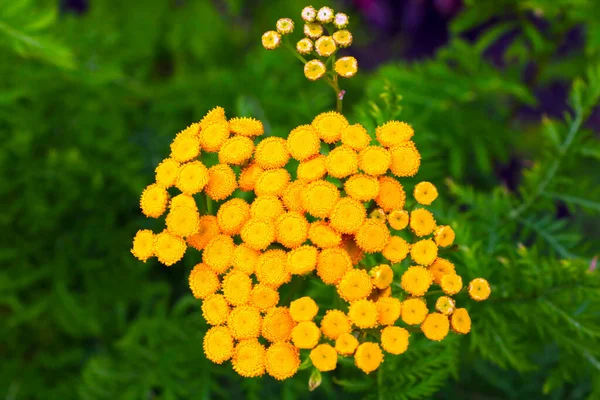 牧草地で有用な植物タンジーを開花させます 伝統医療 — ストック写真