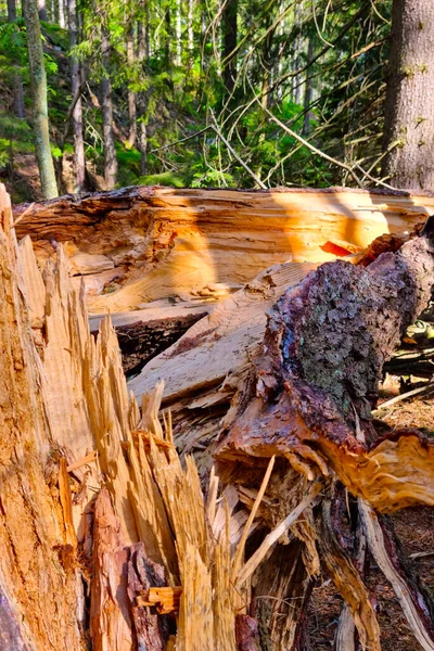 Kötü Havada Kırık Bir Ağacın Gövdesine Yakın Çekim — Stok fotoğraf
