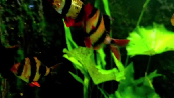 Gros Plan Sur Les Poissons Nageurs Dans Aquarium — Video