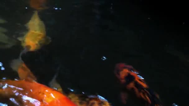 Vista Cima Nadar Peixes Coloridos Água — Vídeo de Stock