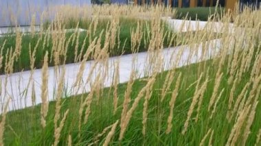 Evin bahçesindeki yeşil çimlerde küçük çalılar.