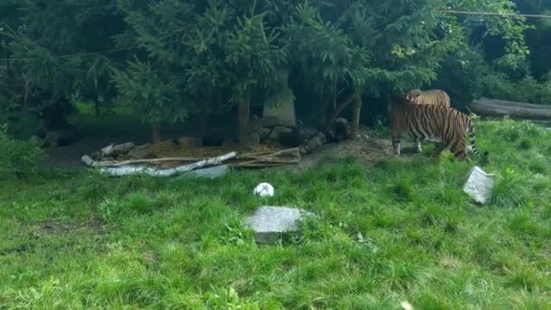 两只老虎互相打斗 — 图库视频影像