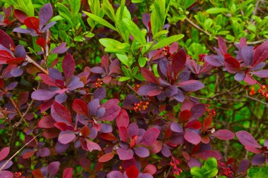 Parktaki kırmızı yeşil çalılar