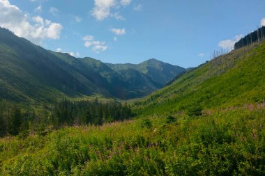 Güneşli bir günde güzel yeşil dağ vadisi