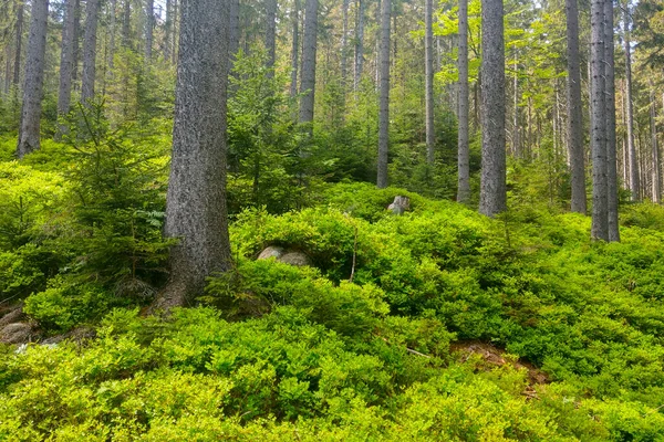 山区的年轻绿林 — 图库照片