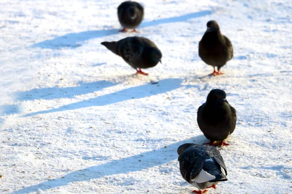 White Snow Winter Pigeons — Stock Photo, Image