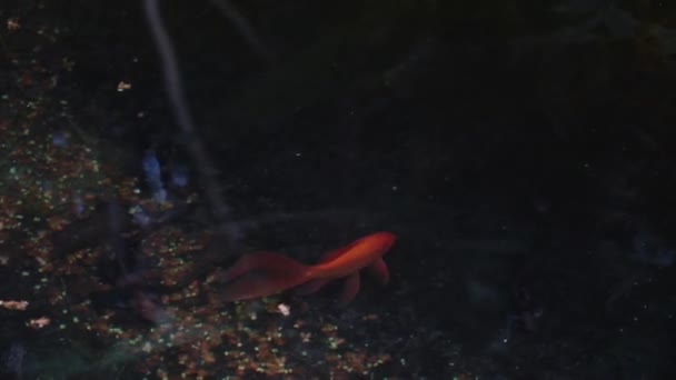Κάτοψη Των Ψαριών Που Κολυμπούν — Αρχείο Βίντεο
