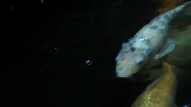 多彩的鱼在池塘里游来游去 — 图库视频影像